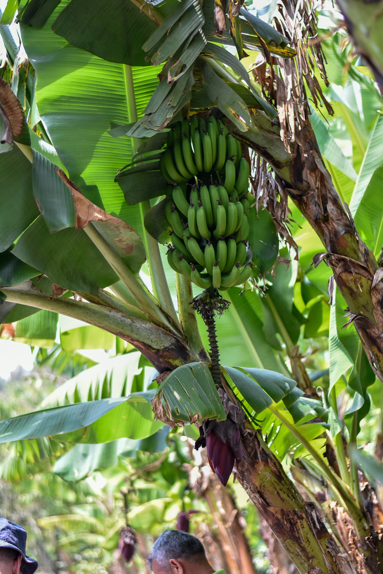 Green bananas growing on a banana plant.