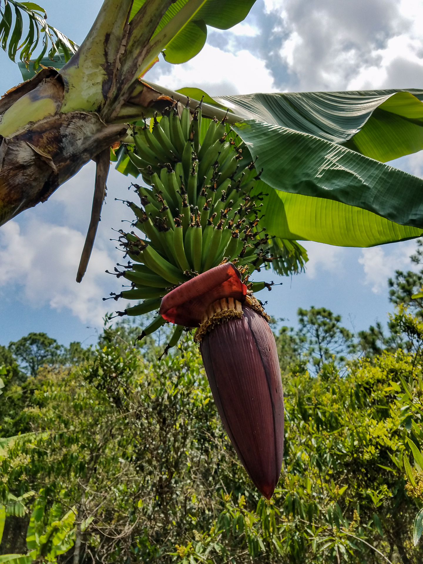 Banana blossom and fruit beneath broad leaves.